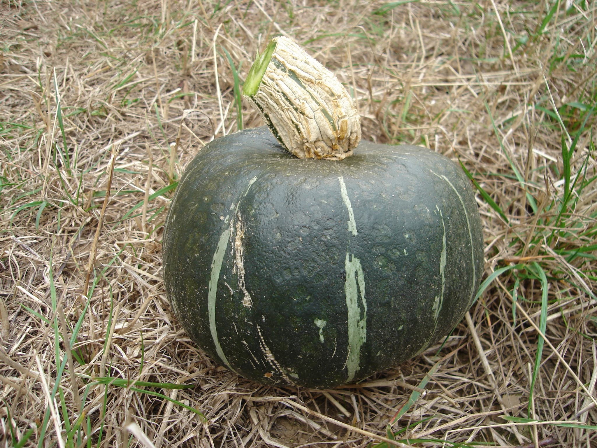 Organic squash Hokkoido (1kg)