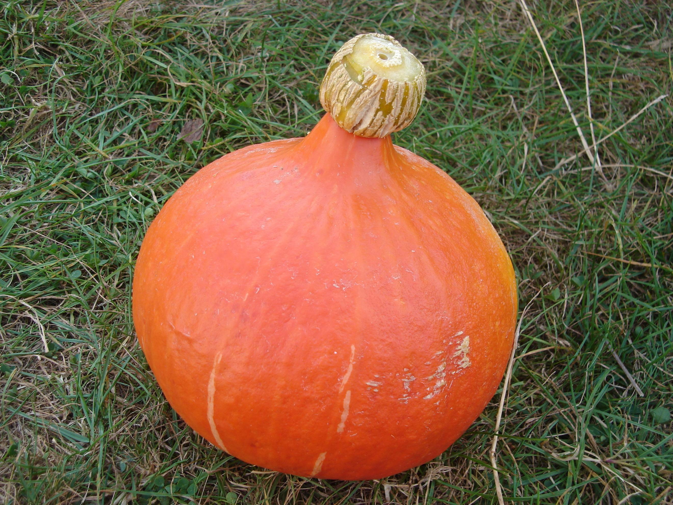 Organic squash Red Kuri  (1kg)