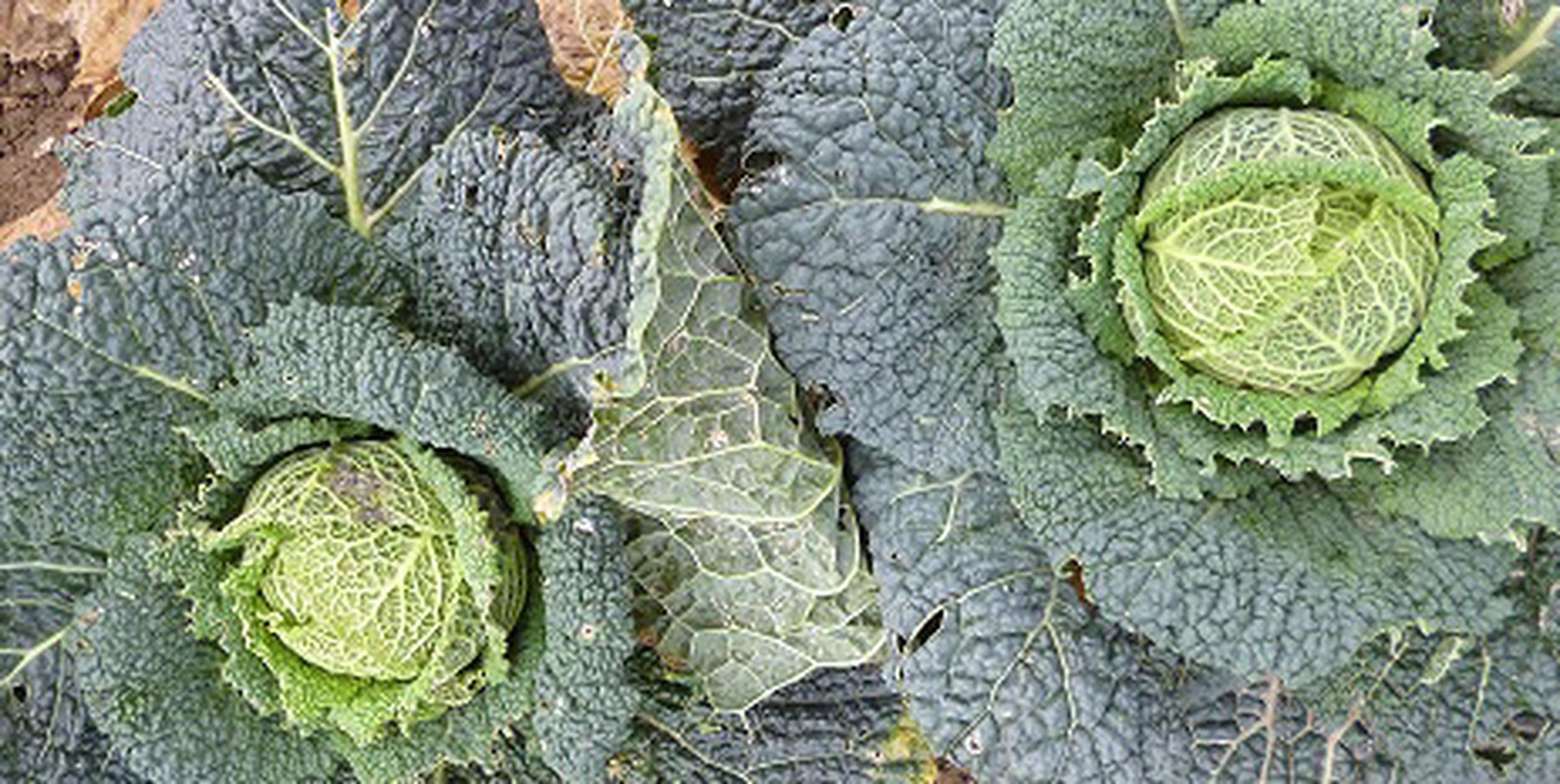 Organic green cabbage