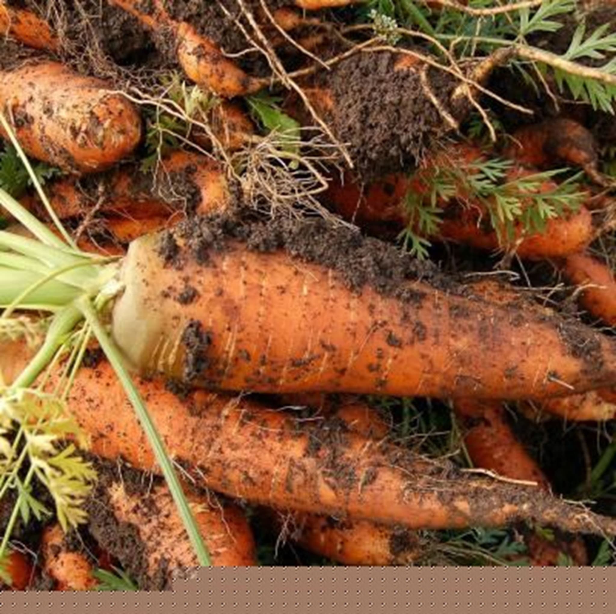 Organic carrots