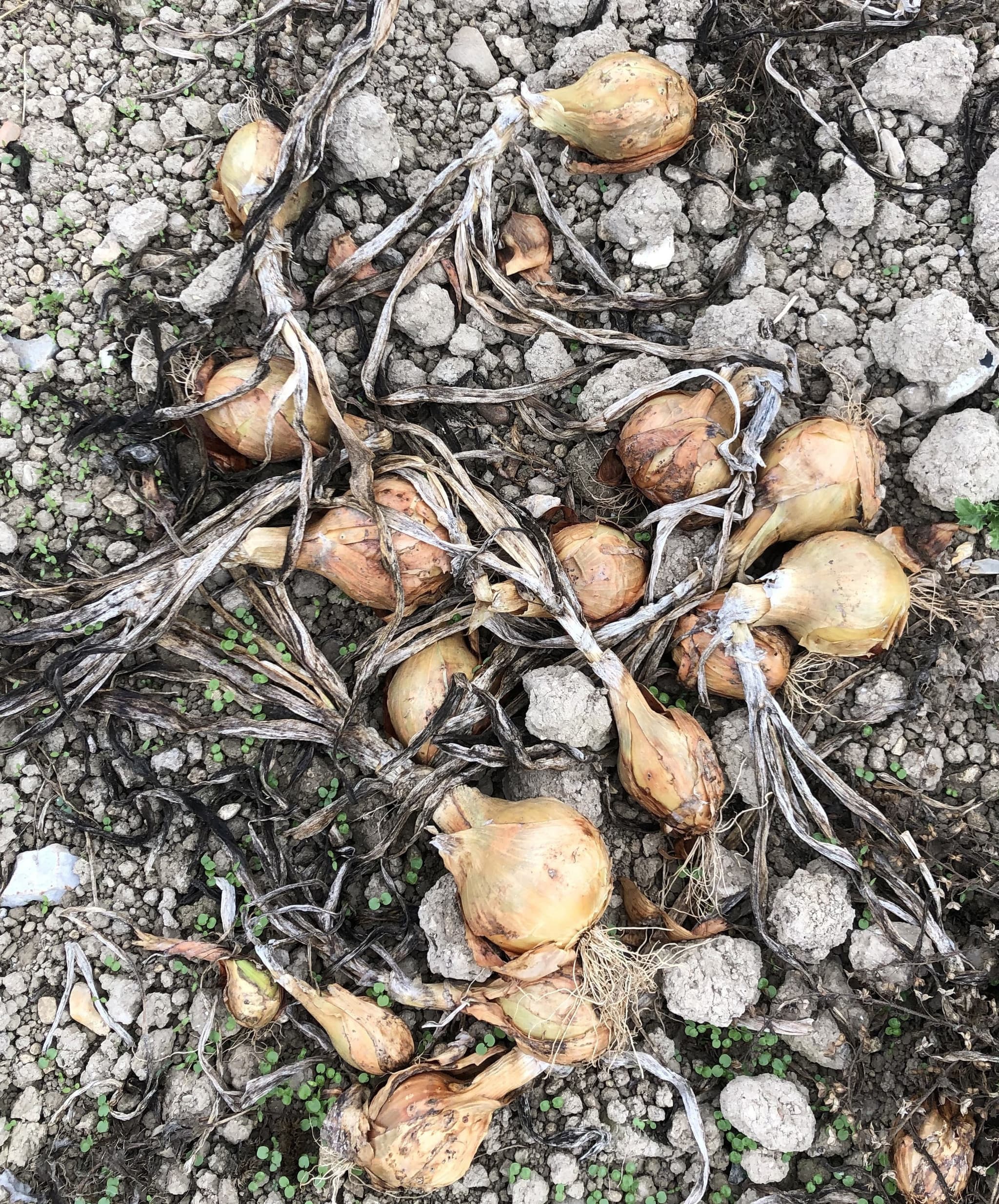Organic onions