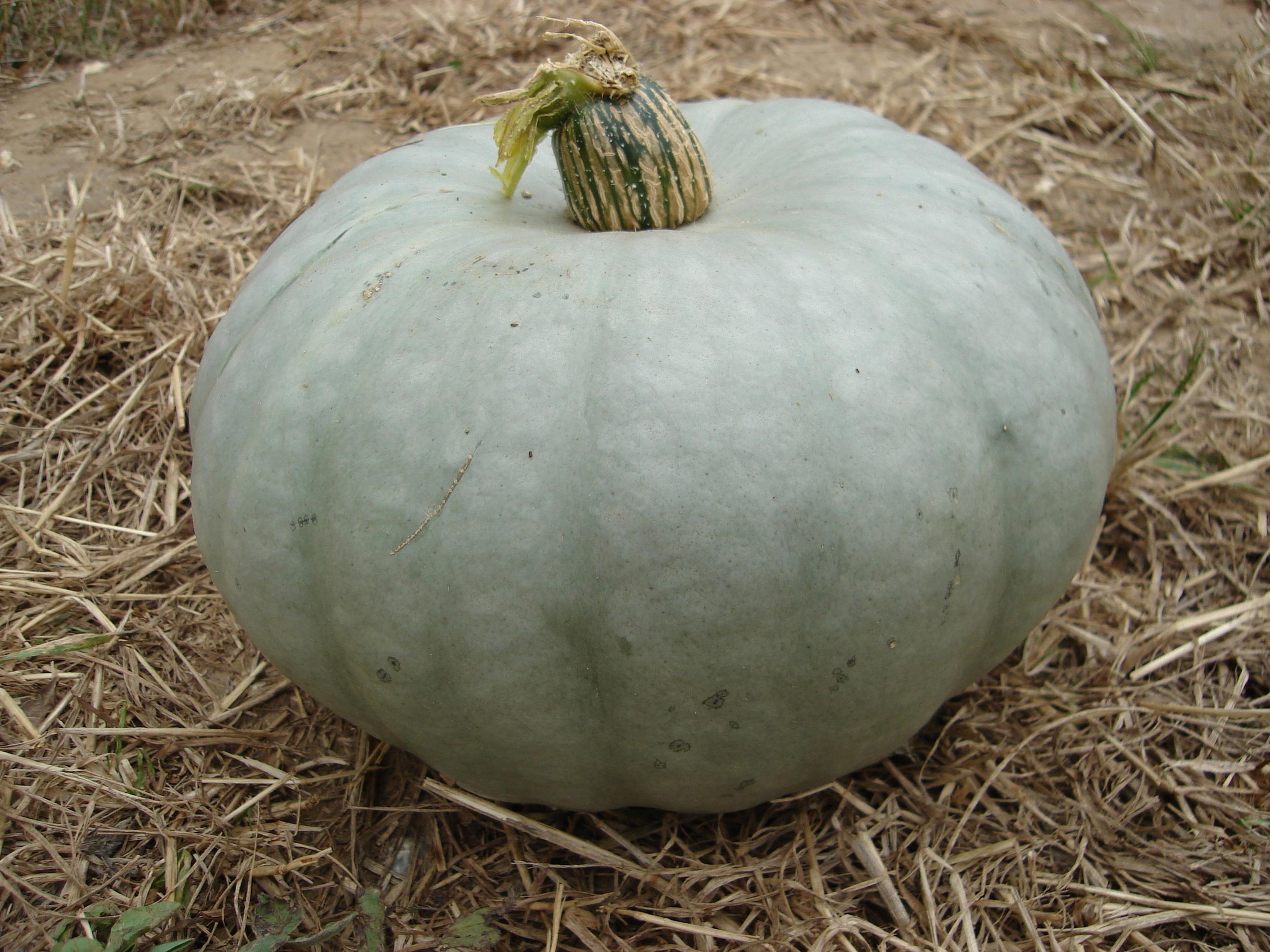 Organic squash Crown Prince  (2kg)