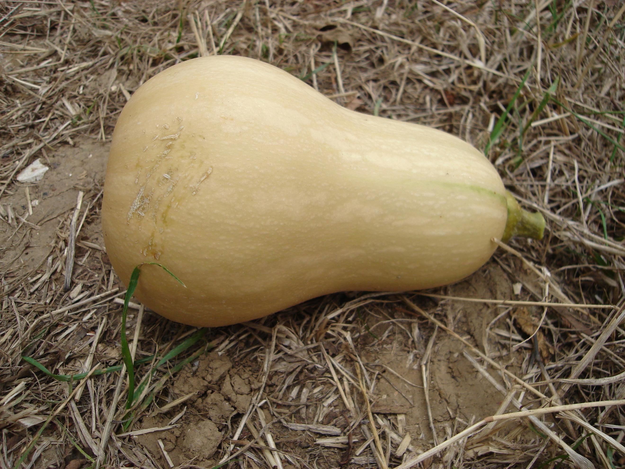Organic squash Butternut  (1kg)