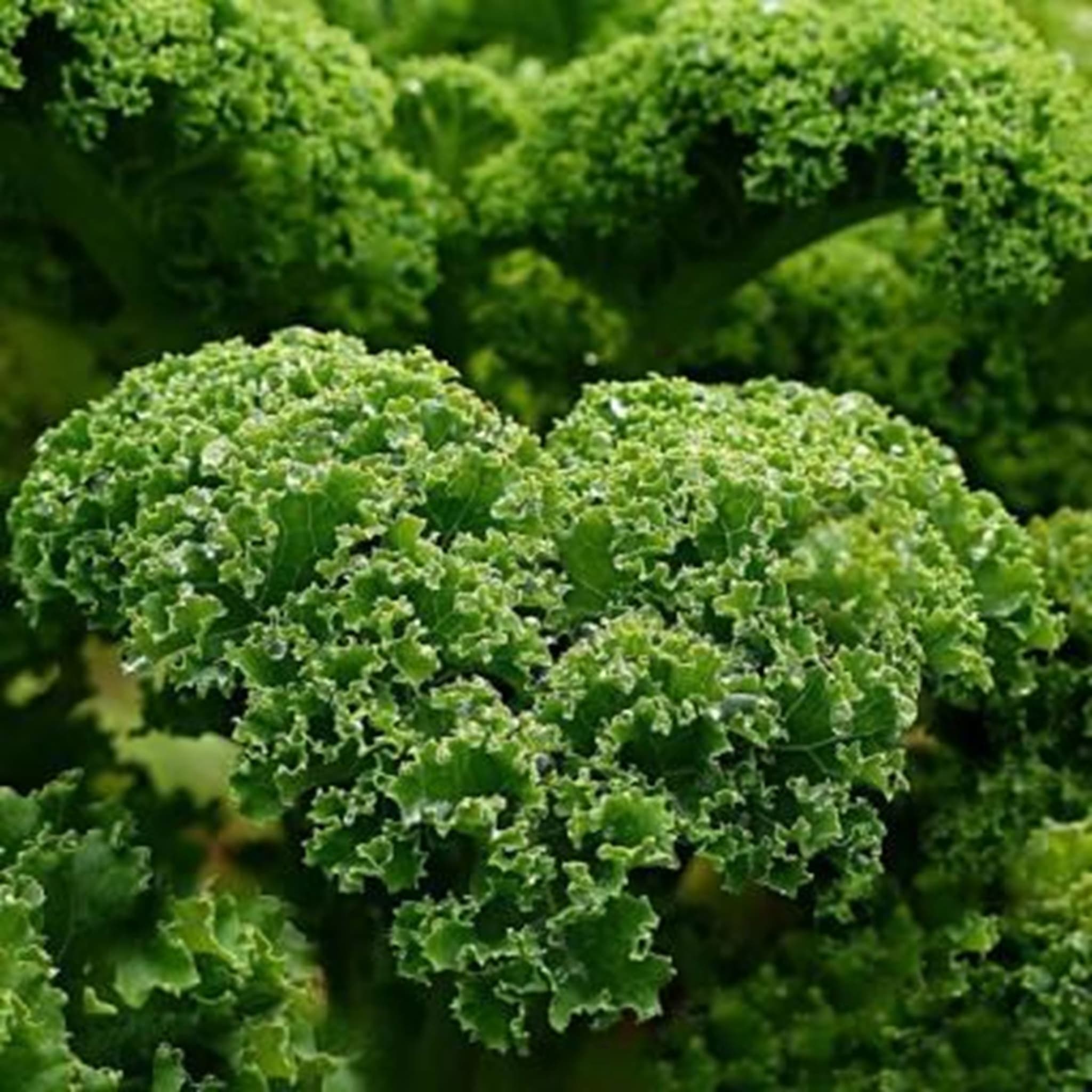 Organic green kale