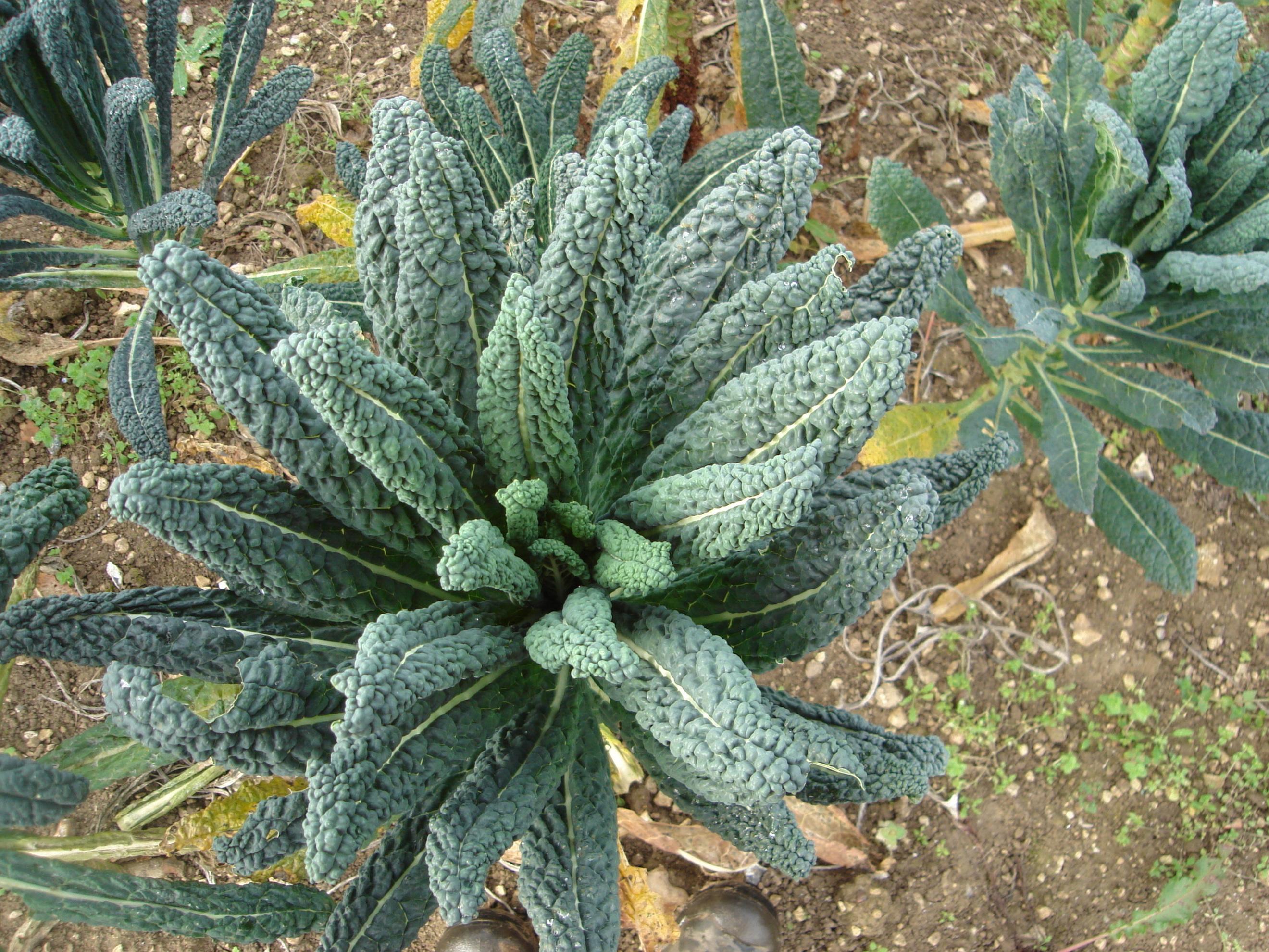 Organic kale Cavolo Nero