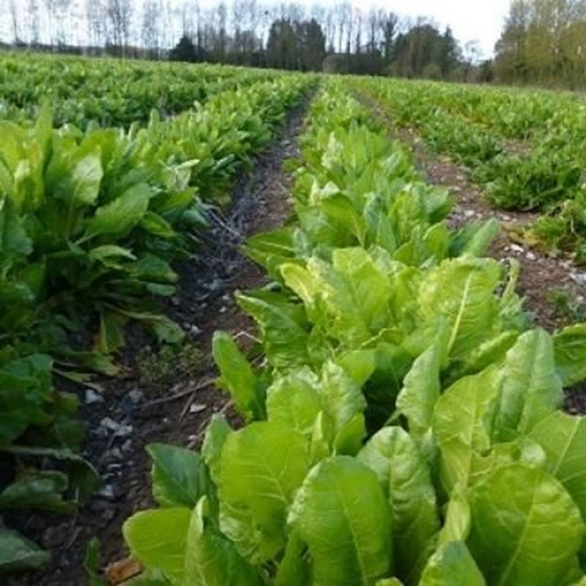 Organic spinach