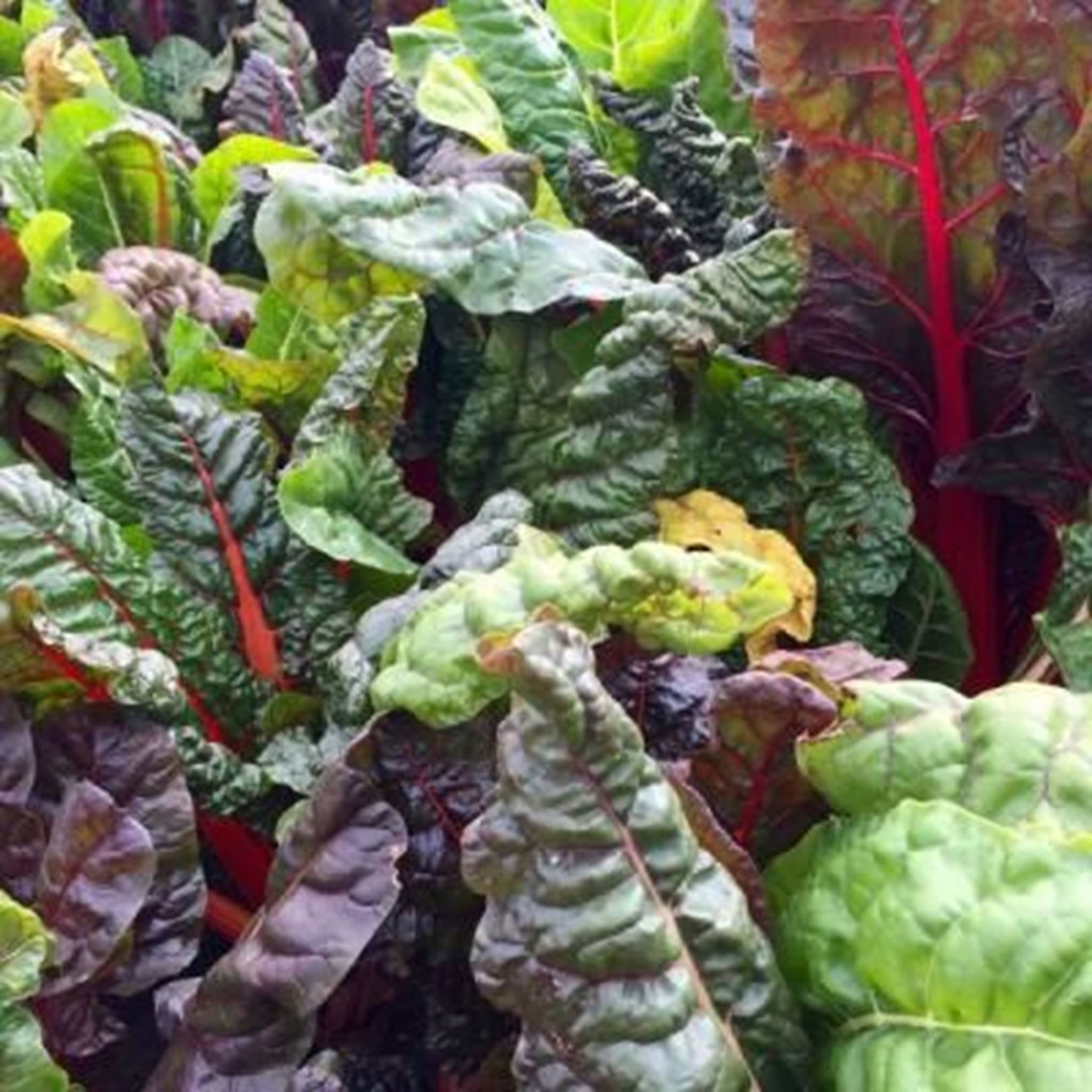 Organic chard