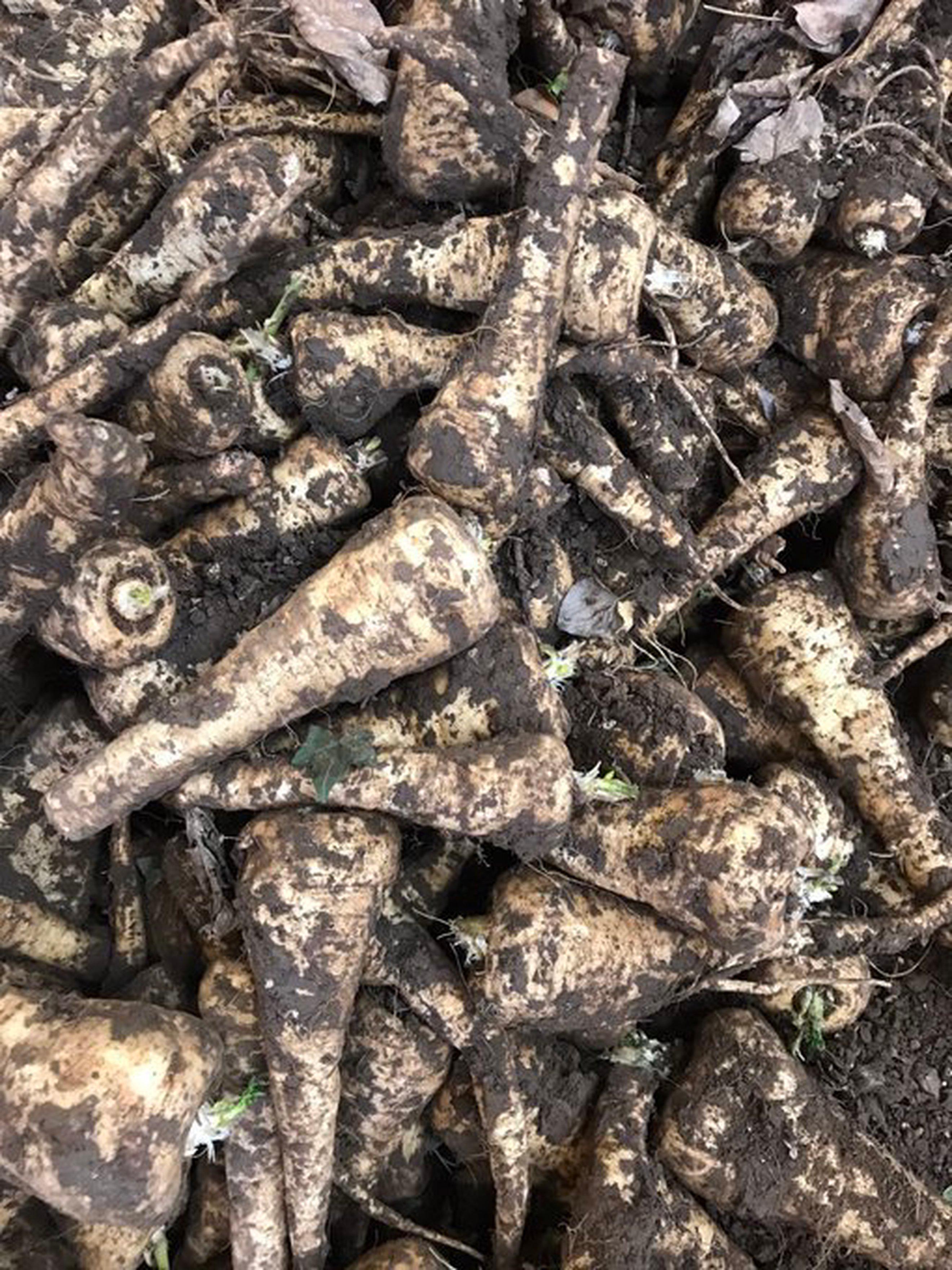 Organic parsnips