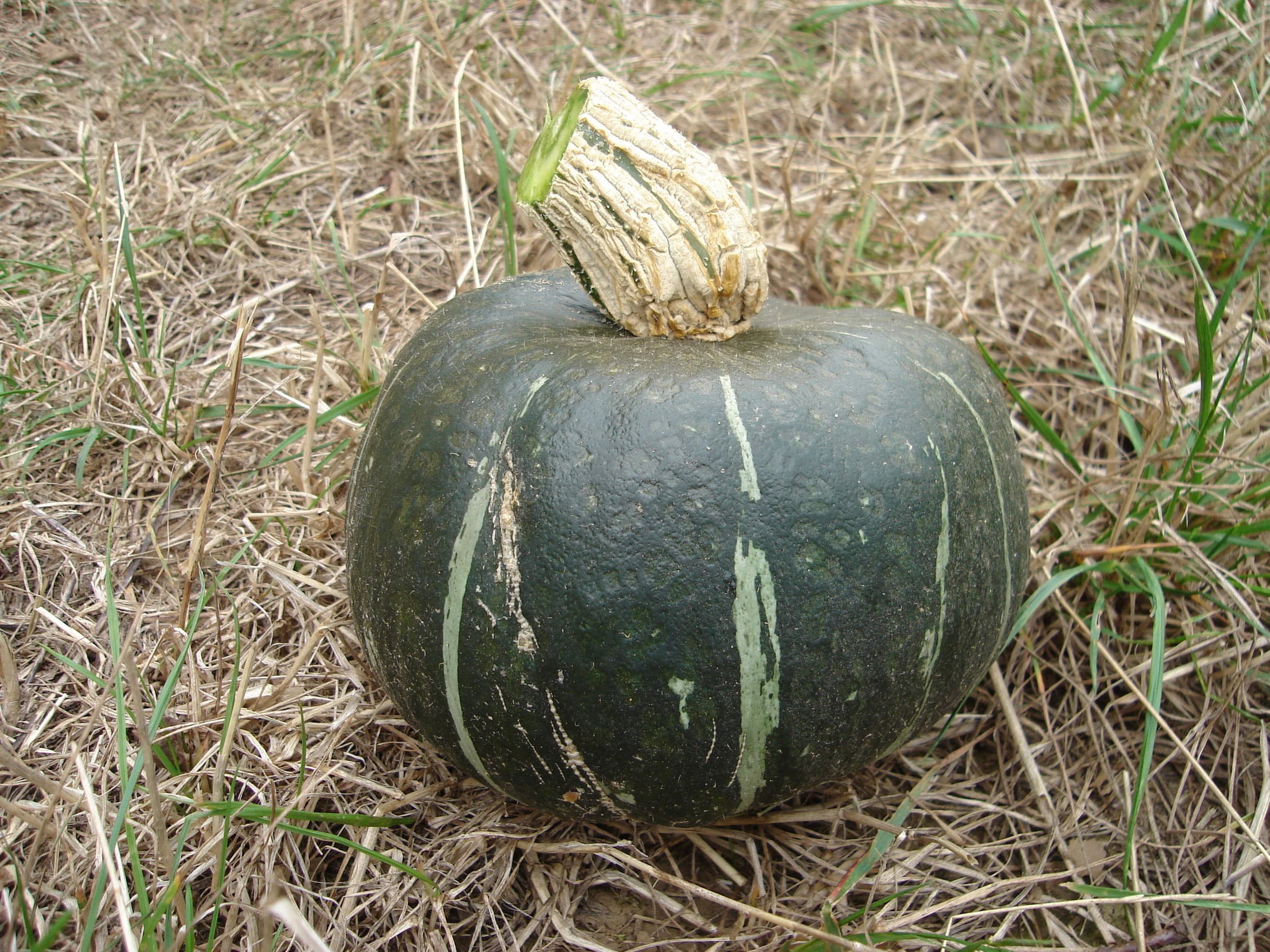 Organic squash Hokkoido (1kg)